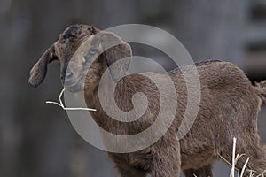 Small brown baby goat eating hay on top of hay bale.