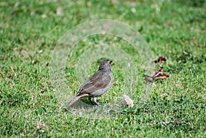 Small brown Barbados bullfinch seedeater bird eating bread