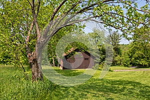 Old brown barn framed by a tree