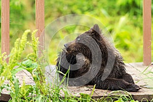 Small brown bear on bridge fence to account for fish. Kurile Lake.