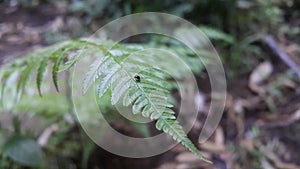 Small brown beetle nestles on plant leaves