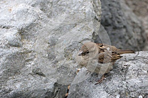 Small brown bird on a grey stone