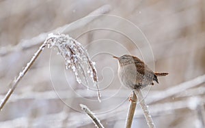 Small brown bird perched atop a bare tree branch against a snowy field