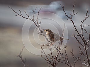Small brown bird perched atop a branch of a tree, looking off into the distance