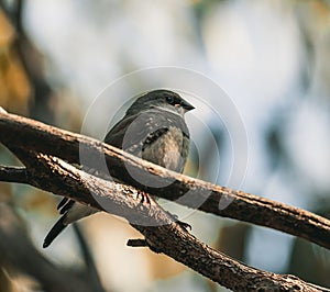 Small, brown bird perched atop a tree branch.