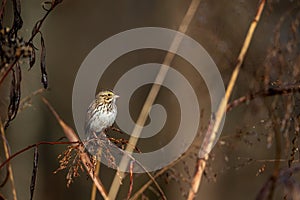 a small brown bird perched on top of a brown tree branch