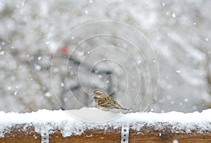 Small brown bird in the snow.