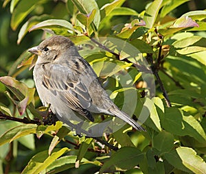 Small brown bird in tree