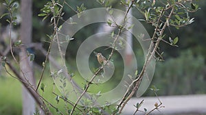 Small brown bird with a white belly