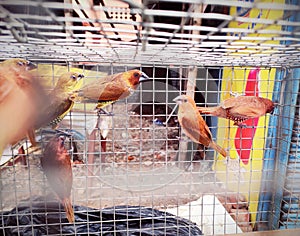 Small brown birds in the cage looking for a wayout to get freedom to fly free.