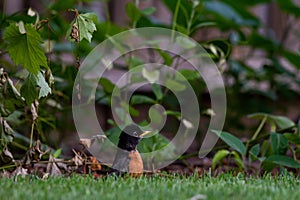 Small brown and black American robin perched on a lush green grassy meadow