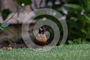 Small brown and black American robin perched on a lush green grassy meadow