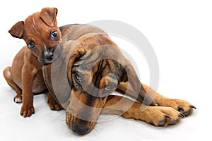 Small Brown Boxer Biting the Ear of A Large Dog