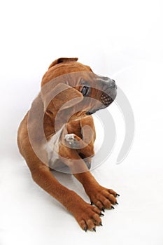 Small Brown Boxer Dog with Flea Irritation photo