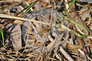 Small brown butterfly dingy skipper Erynnis tages sitting on dry twig, green grass and dry leaves