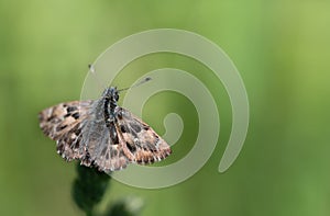 a small brown butterfly, a mallow skipper, sits on a plant outdoors against a green background. There is
