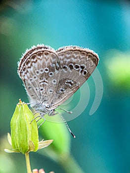 A small brown butterfly sitting on a green leaf. Bright brown butterfly sitting on a tree branch on a beautiful blurred green back