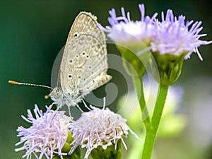 A small brown butterfly sitting on a green leaf. Bright brown butterfly sitting on a tree branch on a beautiful blurred green back