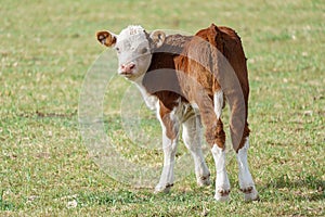 Small brown calf with white head breed Polled Hereford