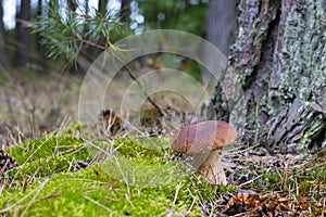 Small brown cap edible mushrooms grows in forest