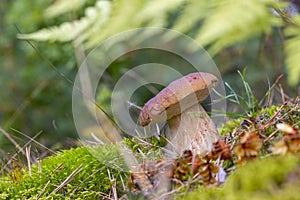 Small brown cap edible mushrooms grows in wood