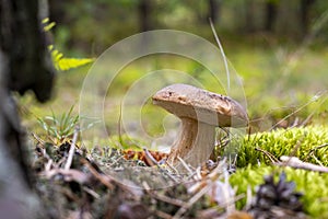 Small brown cap edible mushrooms in moss
