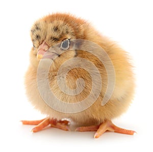 Small brown chicken
