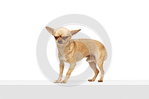 Small, brown chihuahua with perked up ears standing and its eyes are closed against white studio background. Funny