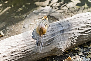 Small brown chipmunk perched on a fallen log, facing away