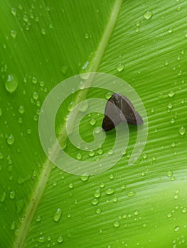 A small brown cicada shaped like a butterfly on a wet green leaf