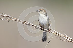 Small brown cisticola sitting and sing on a grass stem