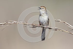 Small brown cisticola sitting and sing on a grass stem