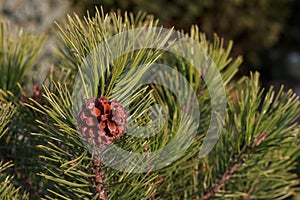 A small brown cone on a pine