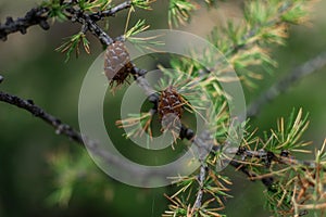 Small brown cones on green spruce prickly branch with needles on Siberian coniferous tree