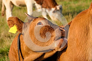 A small brown cow with a yellow earing licking its back on a pasture in Austrian Alps. There is another white and brown cow