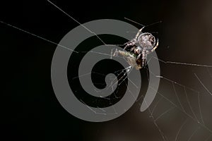 Small Brown crab spider eating daed insect prey on web, Animal life and behavior in nature, Predator and prey in ecosystem