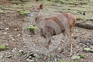 A small brown deer with smooth fur staring dully at something