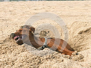 A small brown dog breed the miniature Pinscher lying on the beach in the sand and funny bares his white teeth