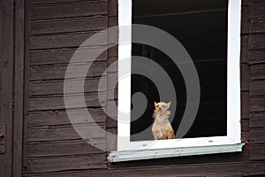 A small brown dog calmly looking through the window of old wooden house.