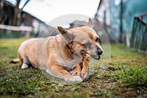 Small brown dog chewing a bone
