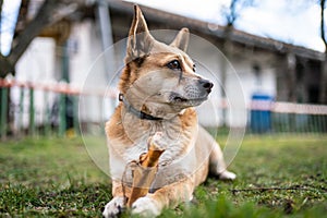 Small brown dog chewing a bone