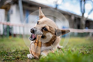 Small brown dog chewing a bone