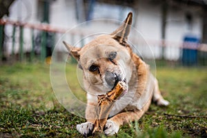 Small brown dog chewing a bone