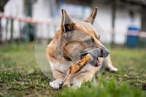 Small brown dog chewing a bone
