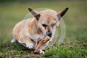 Small brown dog chewing a bone