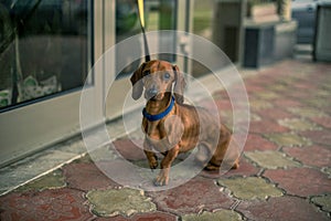 A small brown dog dachshund on a leash is waiting for the owner near the store on the street.