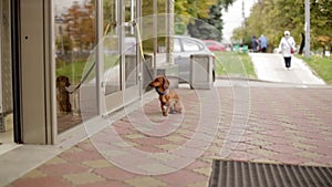 A small brown dog dachshund on a leash is waiting for the owner near the store on the street.