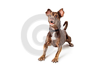 Small brown dog excited and barking photo