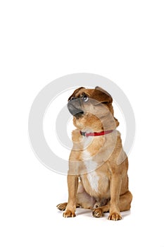 Small brown dog with folded over ears