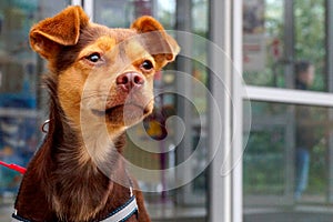 A small brown dog on a leash is waiting for the owner near the store on the street